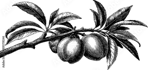Vintage 19th century botanical peach tree branch with fruit engraving