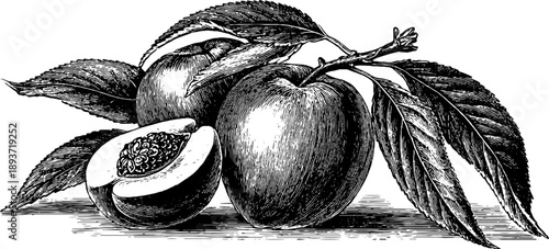 Vintage botanical engraving of peach stone and seed with leaves - design for print and poster