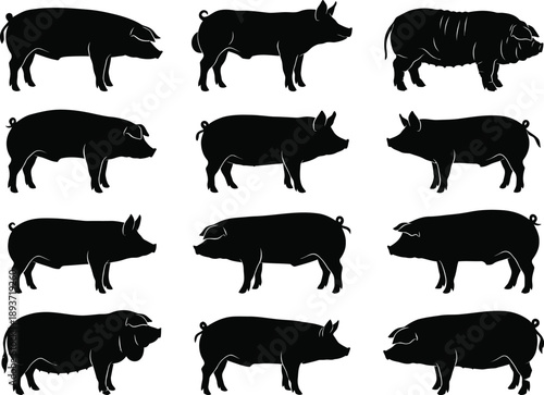 Sausage Pig Breeds Silhouette Vector Set