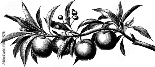 Vintage botanical engraving of peach tree branch with fruit from 19th century