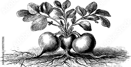 Vintage botanical illustration of peanut plant with underground pods for educational design