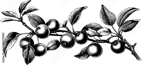 Vintage botanical pear tree branch with ripe fruit engraving for art and design