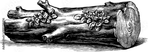 Intricate botanical engraving of petrified wood fossil specimen for retro design