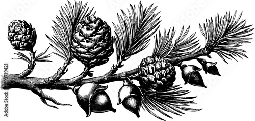 Vintage botanical pine branch with needles and cones for nature design