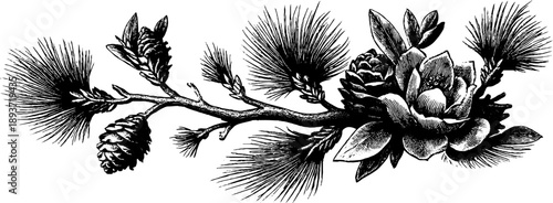 Vintage botanical pine branch with needles and cones engraving for design