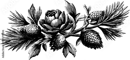 Vintage botanical pine branch with needles and cones engraving for design and decoration