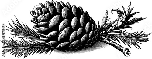 Detailed botanical study of pine cone engraving for classic design and art projects