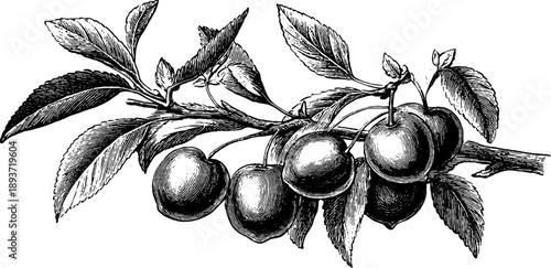 Vintage botanical engraving of plum stone and seed - retro design for cards and posters