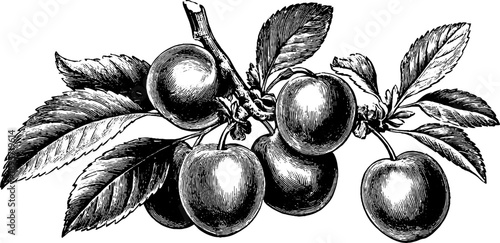 Vintage botanical engraving of plum with stone and seed for design