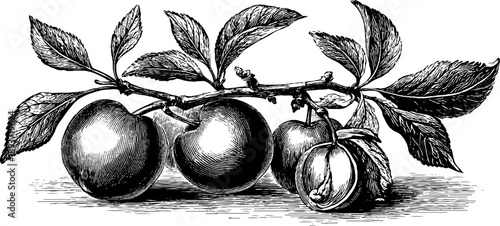 Vintage plum botanical engraving with stone and seed - retro illustration for design and decor