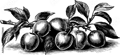 Vintage botanical illustration of plum branch with leaves and seeds