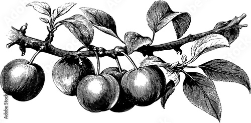 Vintage botanical plum tree branch with fruit engraving design