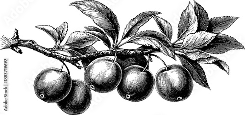 Vintage plum tree branch with fruit - 19th century botanical engraving artwork
