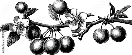 Vintage nineteenth-century botanical plum tree branch with fruit engraving for design