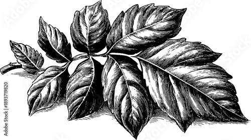 Poison oak leaf botanical study vintage design for poster or card