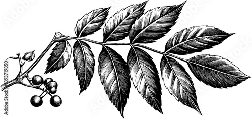 Poison sumac botanical engraving - vintage plate design for nature study