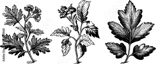 Botanical study of poison oak leaf in vintage engraving style for artistic design