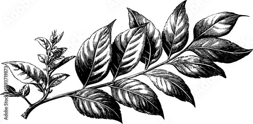 Poison sumac plant botanical vintage engraving for design