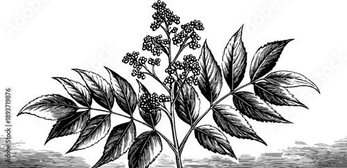 Poison sumac botanical engraving - vintage plant illustration for natural history design
