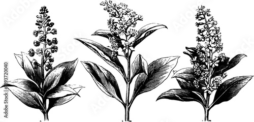 Pokeweed plant anatomy engraving - vintage botanical illustration for educational and artistic design