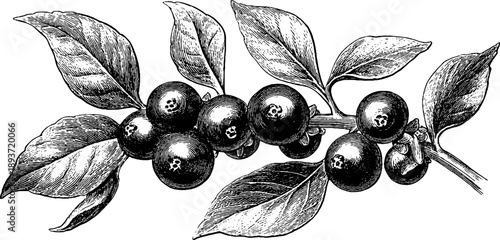 Pokeweed plant anatomy vintage botanical engraving for herb identification and education