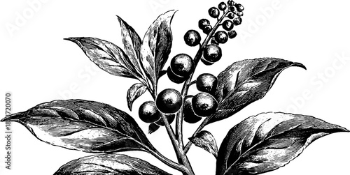 Pokeweed plant anatomy vintage botanical art for educational and design use