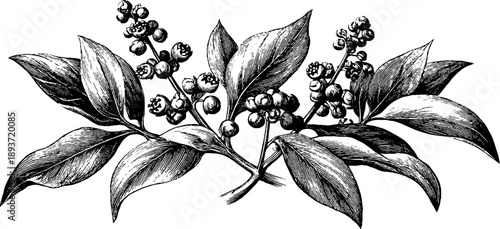 Pokeweed plant anatomy illustration with poisonous berries for botanical study and design