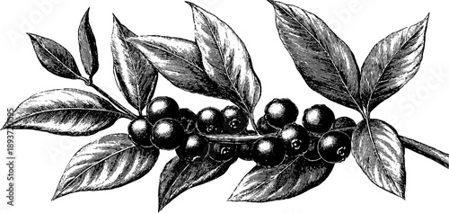 Pokeweed plant anatomy - vintage botanical art for educational use