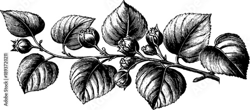 Vintage botanical engraving of a poplar branch with leaves from the 19th century