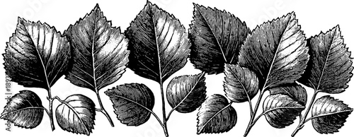 Vintage poplar leaf botanical sketch for design and decor