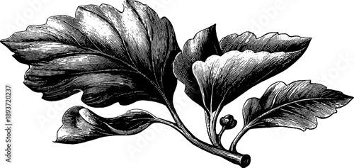 Vintage poplar leaf botanical illustration for nature-themed designs