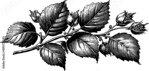 Detailed poplar leaf botanical illustration for vintage nature design