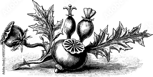 Vintage botanical sketch of dried poppy seed capsules and leaves for retro design