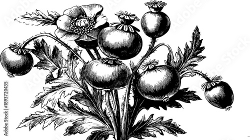 Vintage botanical sketch of poppy seed plant for agricultural design