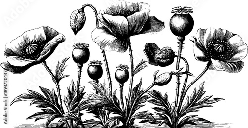 Vintage botanical engraving of poppy seed plants for agricultural crop design