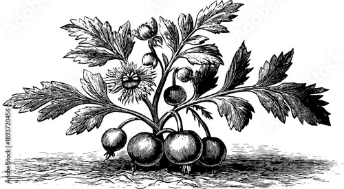 Vintage poppy seed plant botanical engraving for agricultural design