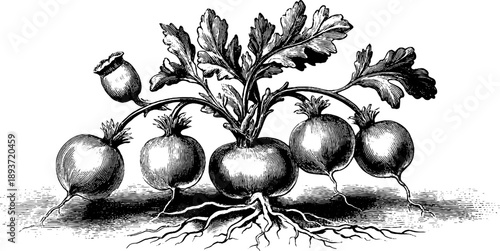 Vintage botanical illustration of poppy seed plant with roots and leaves