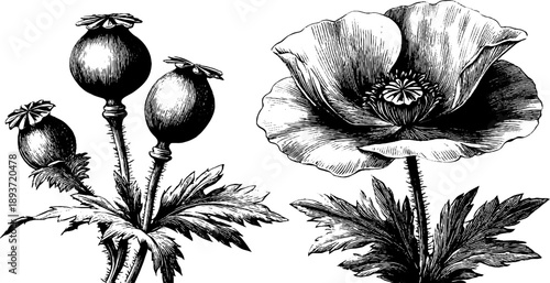 Vintage botanical engraving of poppy wild flower with seed pod