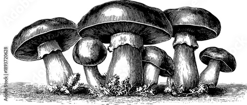 Porcini mushroom botanical study vintage engraving for design and decor