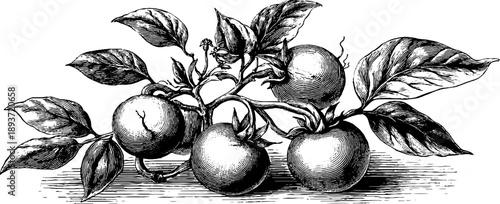 Vintage botanical illustration of potato plant with tubers from 19th century