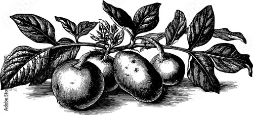 Potato plant with tubers in 19th century vintage botanical engraving for botanical studies