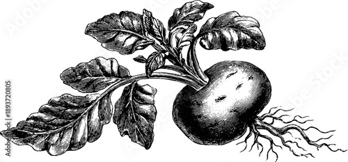 Vintage botanical illustration of potato tuber anatomy for educational and design use