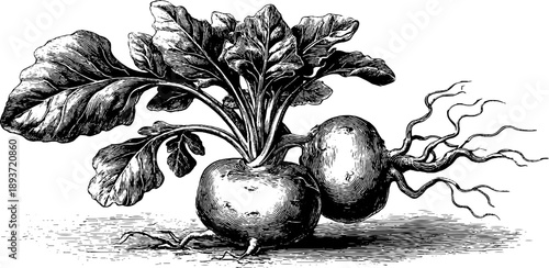 Vintage botanical engraving of potato tuber anatomy for educational and design use