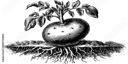 Vintage botanical illustration of potato tuber underground anatomy for educational design