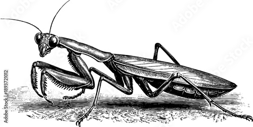 Vintage praying mantis botanical study from 19th century engraving - ideal for retro design