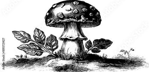 Vintage botanical puffball mushroom illustration for natural history design