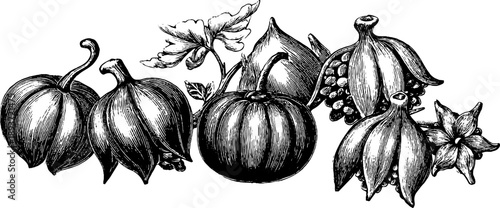 Detailed botanical engraving of pumpkin seed cross section from 19th century for retro design