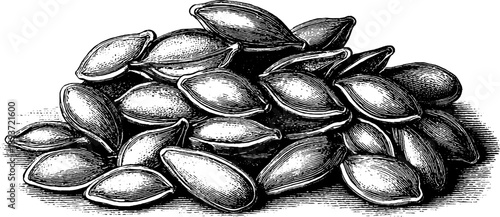 Vintage botanical illustration of pumpkin seeds for design and decoration