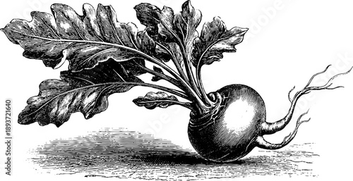 19th century botanical study of radish root with vintage engraving design for prints and posters