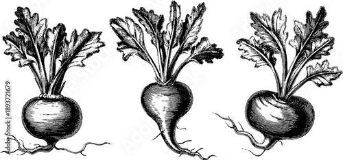 Vintage 19th century botanical study of radish roots for design and print projects